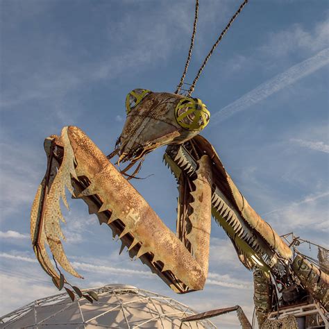 Giant Praying Mantis in Las Vegas, NV (17 Photos)