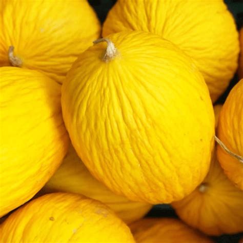 Golden Casaba Melon Seeds Heirloom Seeds White Flesh Yellow Fruit
