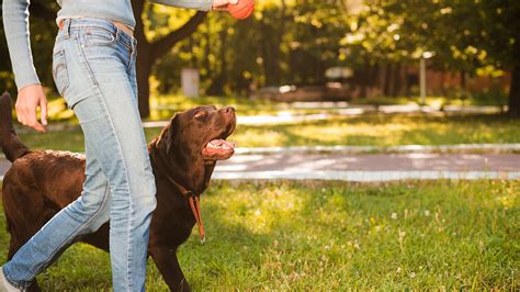 A importância do enriquecimento ambiental para animais de estimação