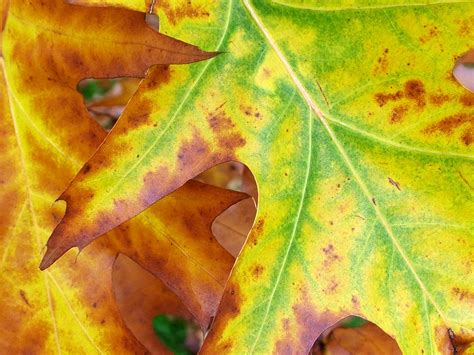 Autumn Leaves Closeup wallpaper | 1024x768 | #29012