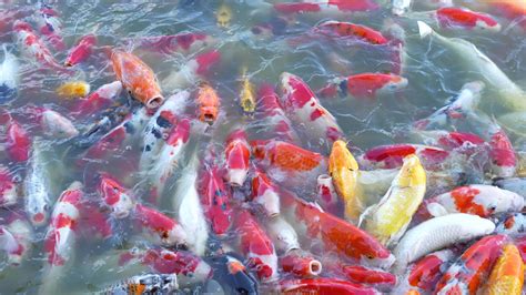 Sch N Bunt Koi Fisch Schweben Im Das Wasser Stock Video Bei