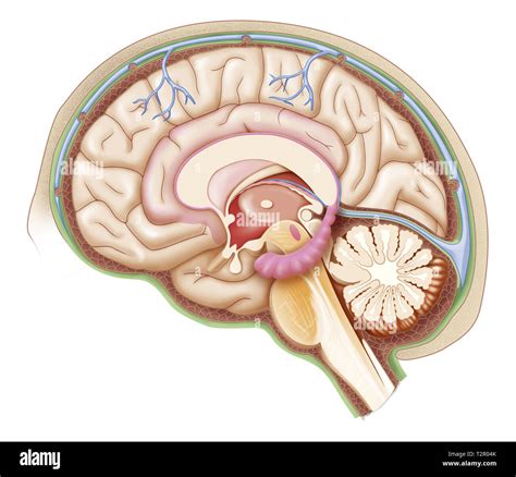 Illustration De L Anatomie De La Section Du Cerveau Banque De