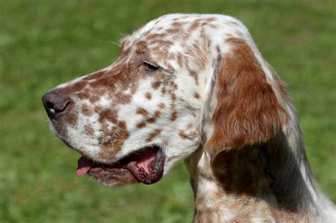 English Setter Colors: The Commons And The Rares