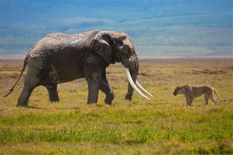 Congressional Amendment Threatens African Wildlife Conservation ...