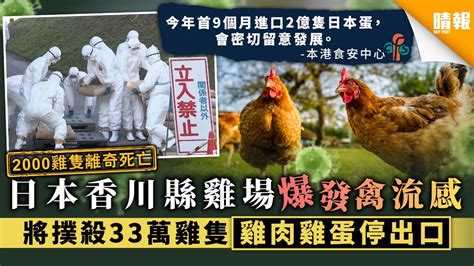 【禽流感】日本香川縣雞場爆發禽流感 將撲殺33萬雞隻 雞肉雞蛋停出口 晴報 健康 生活健康 D201105