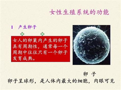 生物第一节 精卵结合孕育新的生命多媒体教学课件ppt 教习网课件下载