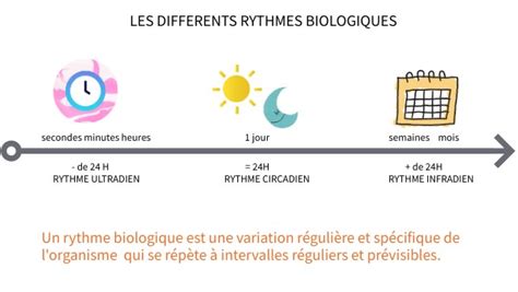 Les Rythmes Biologiques