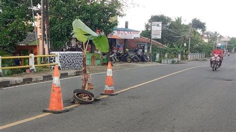 Pohon Pisang Berdiri Di Tengah Jalan Raya Padaherang Pangandaran Ini