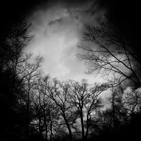 Free Images Tree Nature Branch Light Cloud Black And White Sky