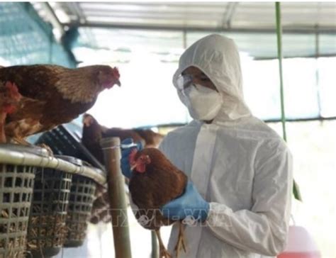 Texas Issues Health Alert After States First Human Case Of H5n1 Bird