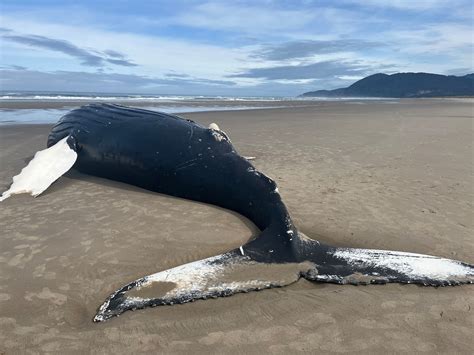 Boat Strike Likely Killed Humpback Whale That Washed Ashore Near Manzanita