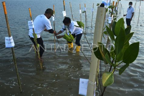 Tanam Mangrove Peringati Hut Kemerdekaan Ri Antara Foto