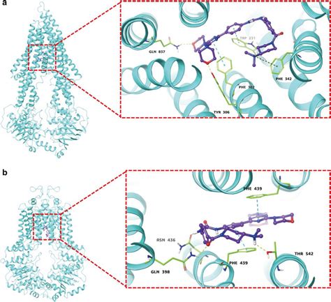 Docking Of Gedatolisib In The Active Drug Binding Site Of Abcb And