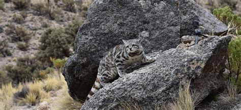 Datos Que Debes Conocer Sobre El Gato Andino El Felino M S Amenazado