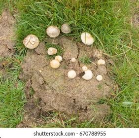 Mushrooms Growing Out Cow Dung On Stock Photo Shutterstock