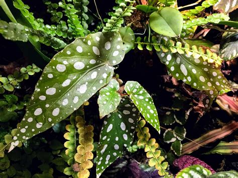 30 Best Tips For Begonia Maculata Care Polka Dot Begonia