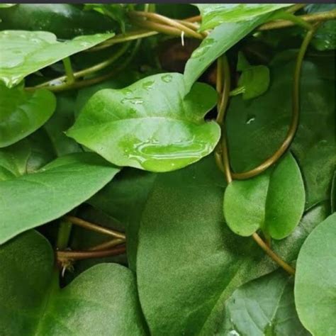 Jual Daun Binahong Segar Shopee Indonesia