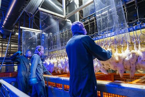 Consolidation In The Uk Poultry Sector Poultry World