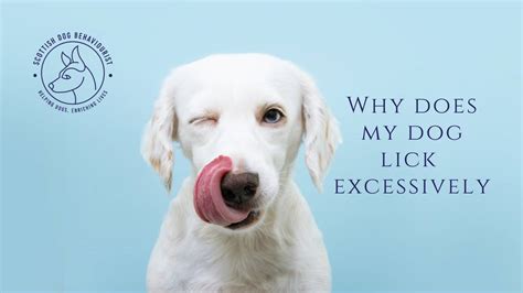 Understanding Excessive Dog Licking and Why They Do It