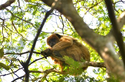 Banco De Imagens Rvore Natureza Ramo Animais Selvagens Selvagem