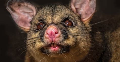 Possum Teeth: Everything You Need to Know - A-Z Animals