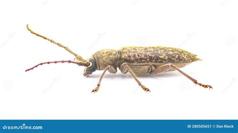 Robust Oak Borer Beetle Enaphalodes Atomarius A Large Destructive Pest Of Longhorned Beetle