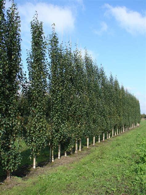 Betula Pendula Jolep Fastigiata Joes Pbr Breederplants