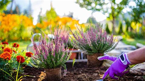 Cómo proteger tus plantas del calor UnoTV