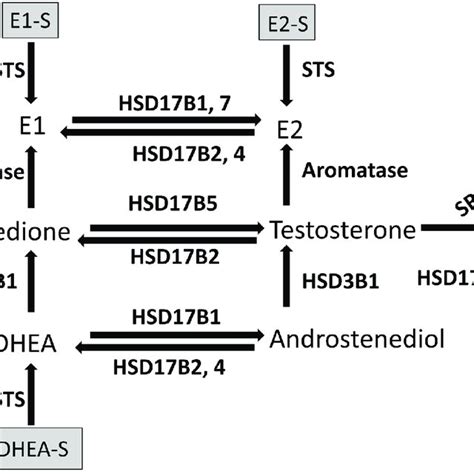 Schematic Representation Of The Enzymatic Conversion Of Sex Steroids In