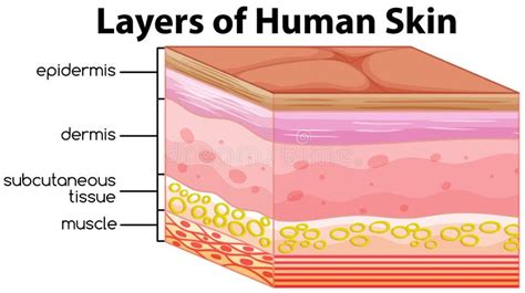 Anatomie Dune Couche Humaine Et De Bras De Peau Illustration De