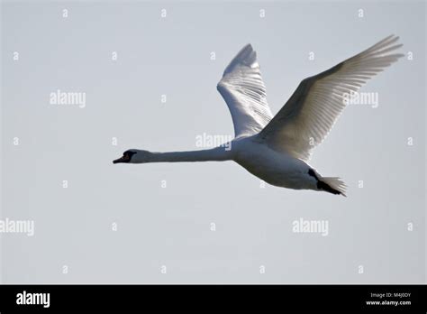 Flying Swan