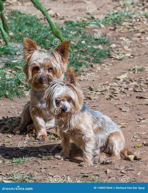 Two Yorkies Sunning Themselves Isolated Stock Photo - Image of