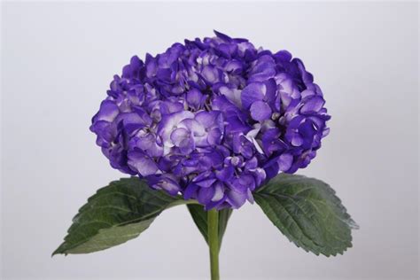 Hydrangea Elite Purple Van Vliet Flower Group