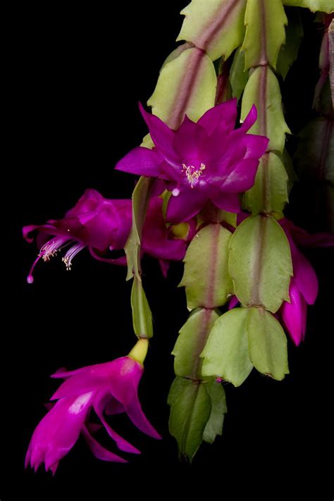 Christmas Cactus Purple Flower Blooms by James BO Insogna