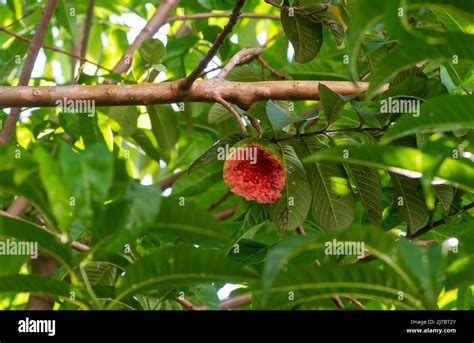 Guayaba Roja Fotografías E Imágenes De Alta Resolución Alamy