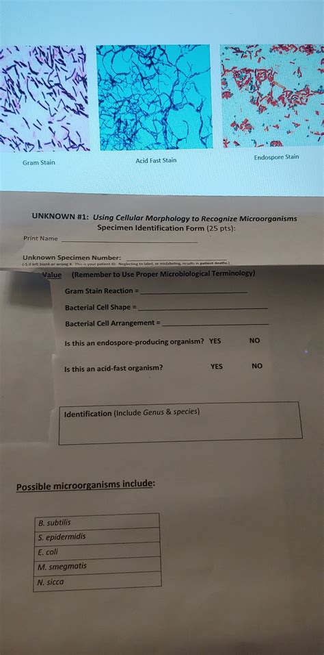 Solved Morphological Unknown Exercise Gram Stain Acid Fast Stain