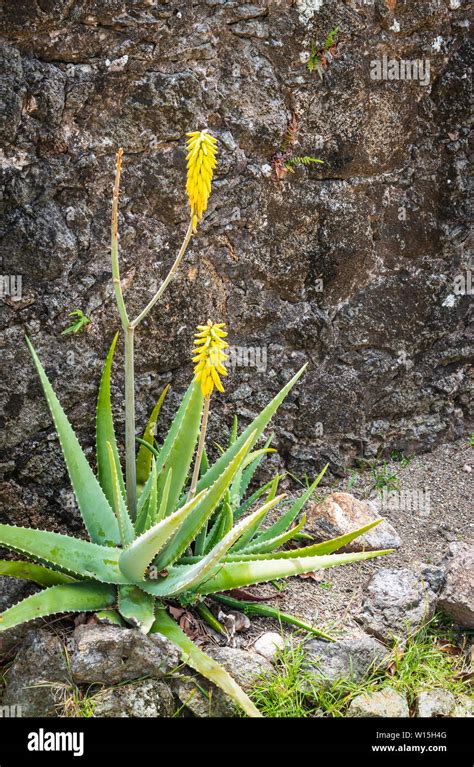 Blooming Aloe Vera Plant With Yellow Flowers Against Rough Wall At