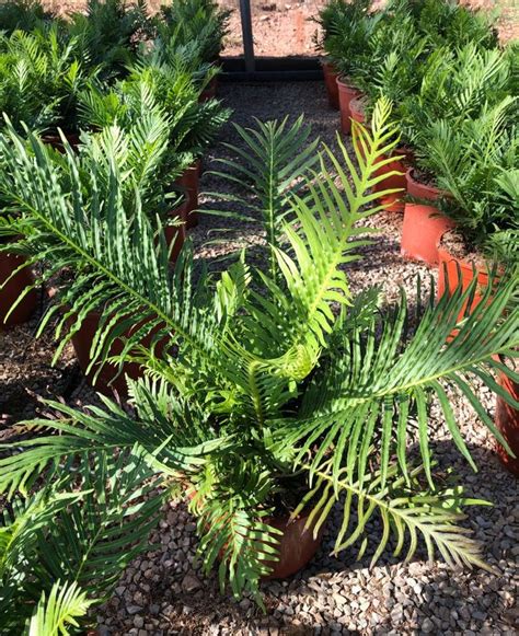 Tree Ferns For Sale Dicksonia Antarctica The Palm Tree Company