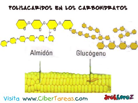 Los Carbohidratos Tipos De Carbohidratos