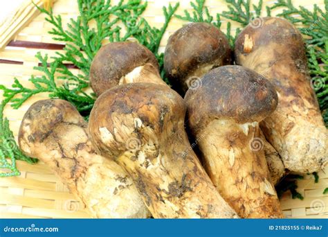 Matsutake mushroom stock image. Image of ingredients - 21825155