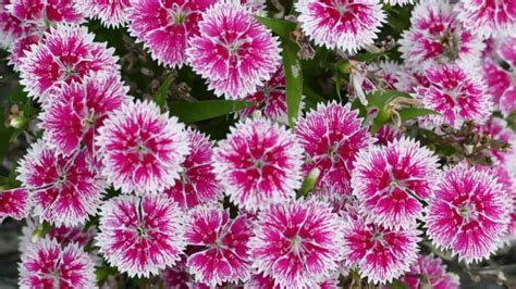 How To Grow Dianthus In Your Garden A Guide To Propagation Planting