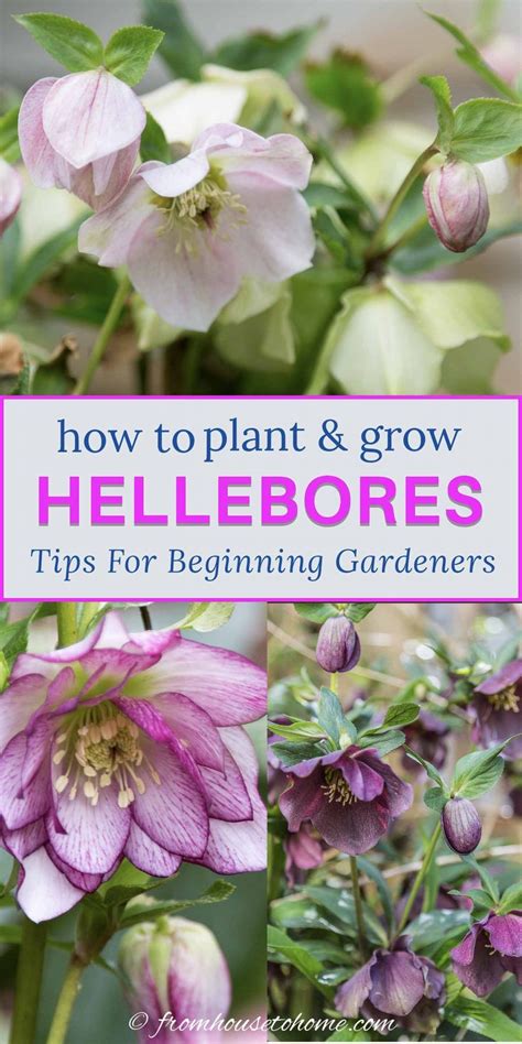 Lenten Rose Care And Planting Guide How To Grow Hellebores Lenten