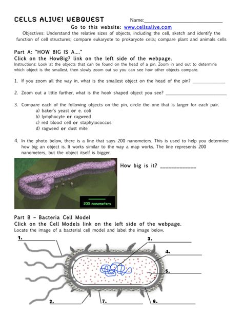 Cells Alive Worksheet Answer Key Pro Worksheet