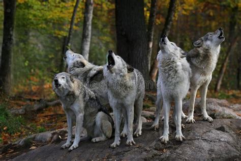 Eastern Timber Wolves Howling on a Rock. Stock Image - Image of ...