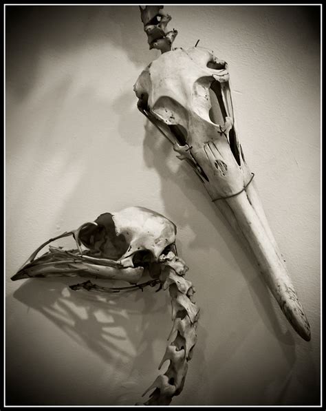 Twos Company Bird Skulls Paul Flickr