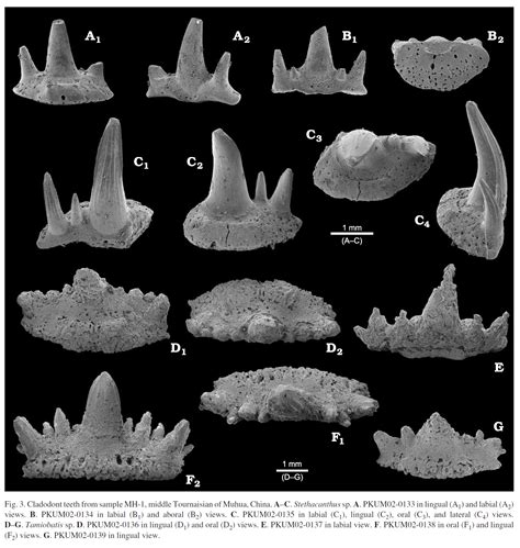 Stethacanthus teeth photos and information? - Questions & Answers - The ...