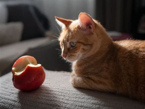 Can Cats Eat Apples An Vet Approved Guide To Feed Your Cat