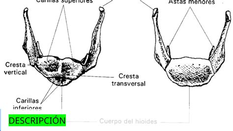 Hueso Hioides Articulaciones Sinoviales M Sculos Laterales Pptx