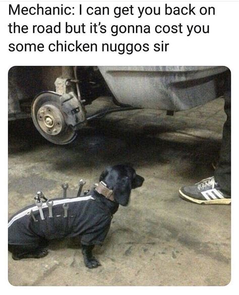 Quality meme about a quality working dog. : r/memes