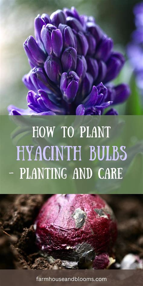 How To Plant Hyacinth Bulbs Planting And Care In 2024 Planting Bulbs Flowers Perennials